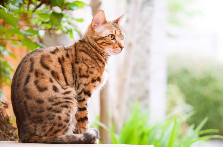 Tổng quan về giấc mơ mèo