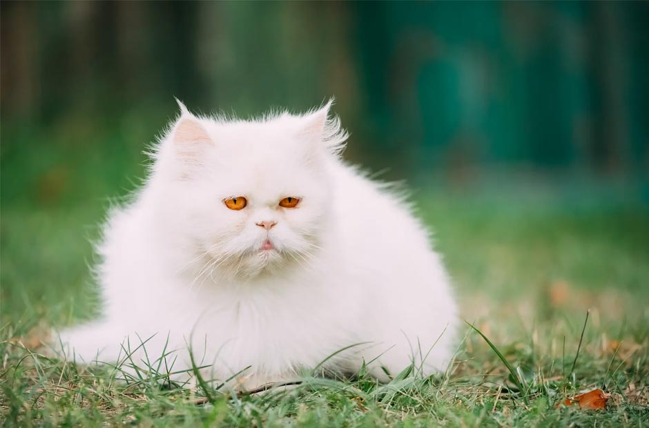 Mơ nhìn thấy được con mèo trắng