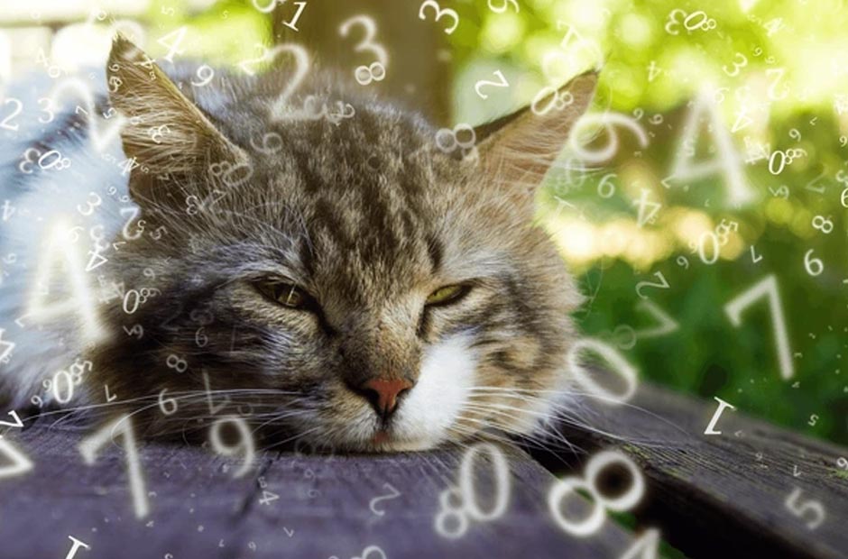 Nhìn thấy mèo đánh con gì để gặp may mắn