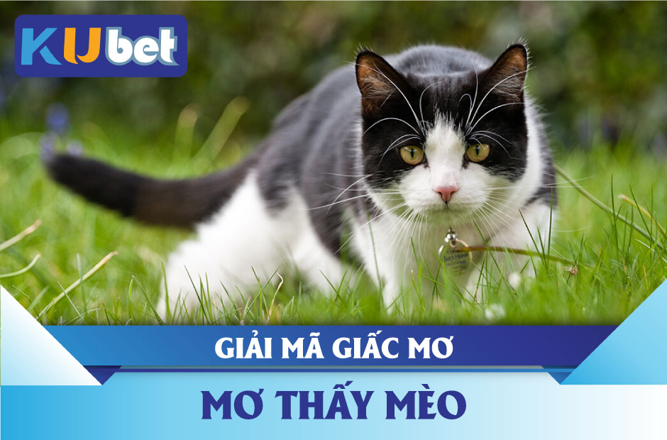 Giải Mã Giấc Mơ Thấy Mèo Kubet Và Số Trúng Lớn